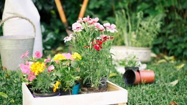 Dos flores que transforman tu hogar en verano: fáciles de cuidar y llenas de color