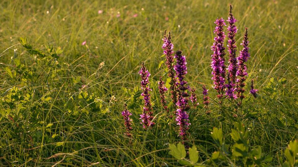 La planta salvia leucantha, ideal para decorar el jardín de tu casa.