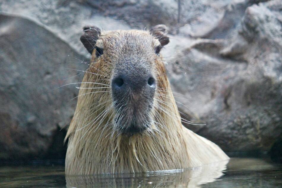 Capibara, carpincho. Foto: Unsplash.