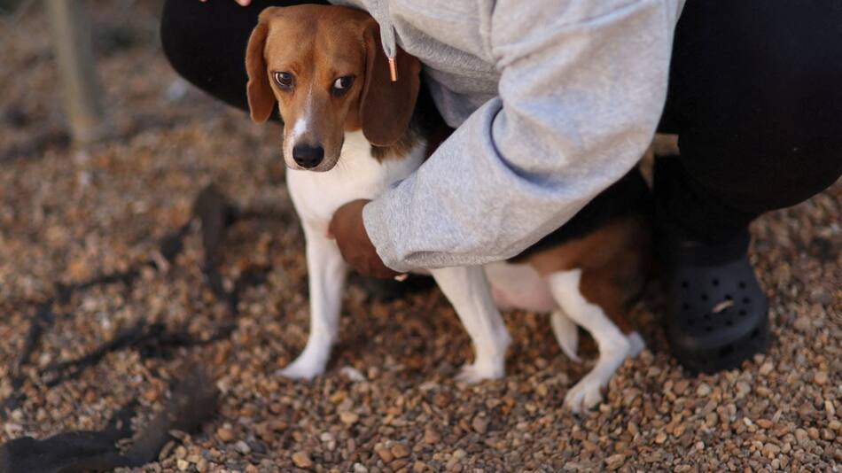 Maltrato animal. Foto: Reuters.