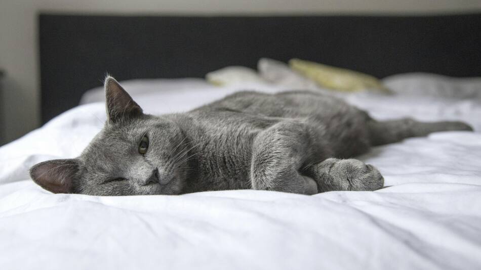 Qué dicen los veterinarios de dormir con una mascota