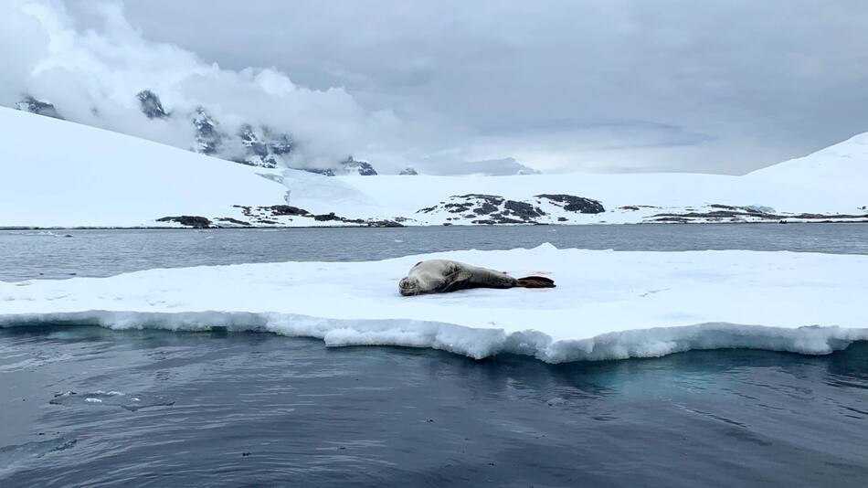 Foca en la Antártida. Foto: EFE