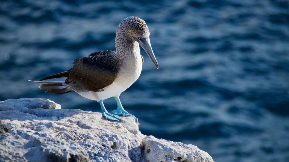 Investigan la presencia de aves enfermas en las islas Galápagos y alertan por posible brote de gripe aviar. Unsplash.