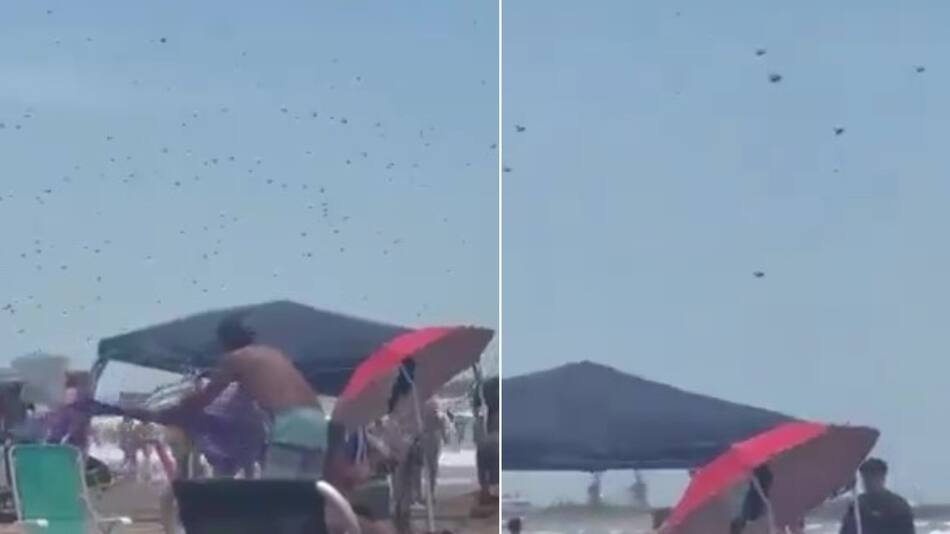 Invasión de abejas en Mar del Plata. Foto: captura de pantalla