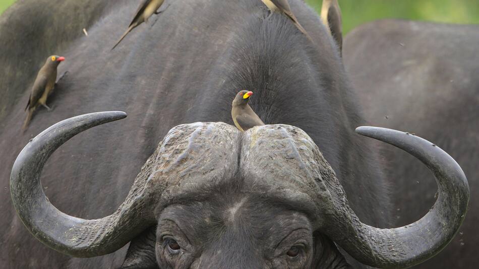 Animales, mamíferos. Foto: Pexels.