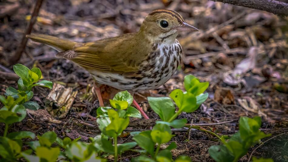 Las aves y las plantas mantienen una relación simbiótica que sostiene la vida en los ecosistemas.