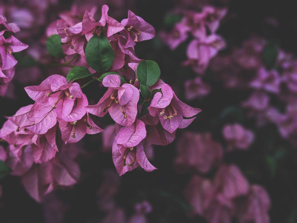 Flores de la planta Santa Rita. Foto: Pexels.