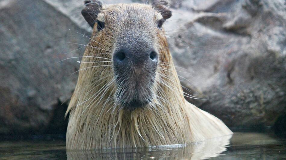 Capibara, carpincho. Foto: Unsplash.