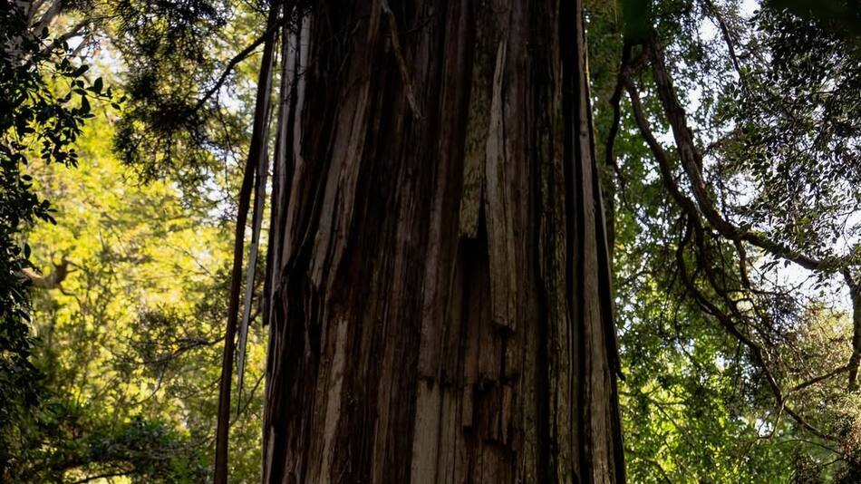 Árbol alerce.