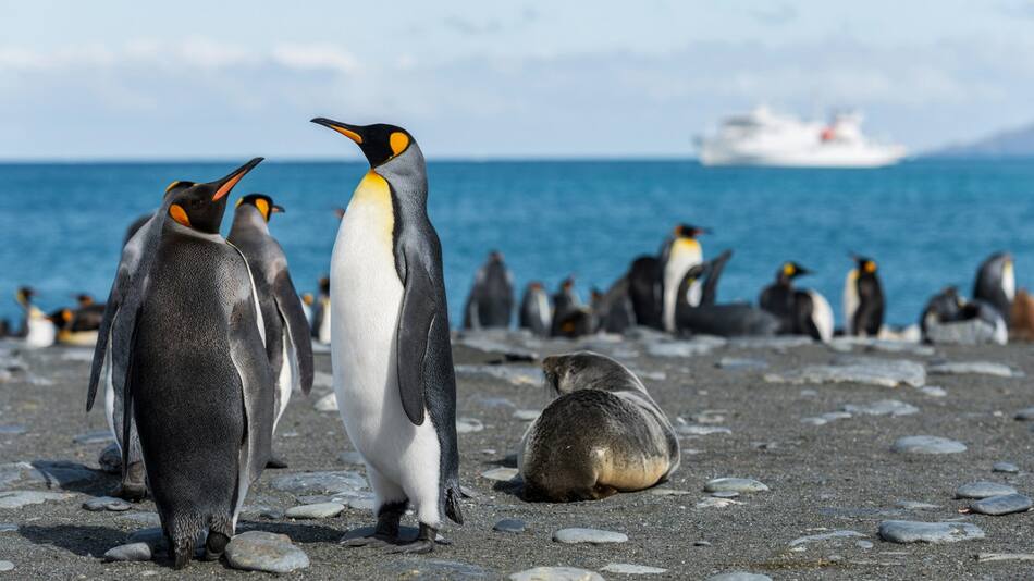 Pingüino; lobo marino. Foto: Unsplash.