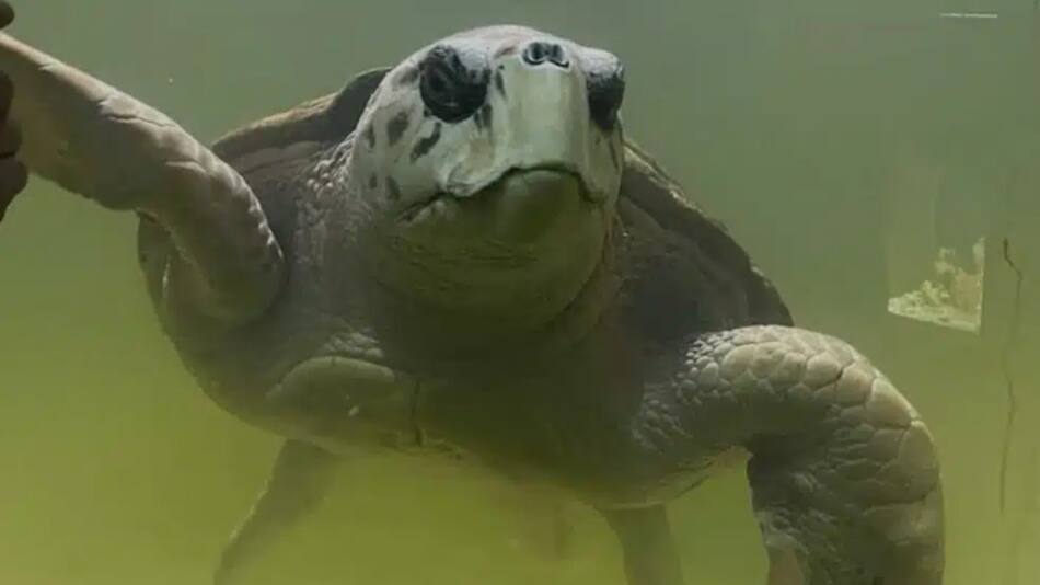 Liberaron al tortugo Jorge. Foto: Noticias Ambientales.