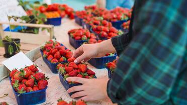 Fiesta de la Frutilla en Escobar: fechas, horario y cronograma de actividades con entrada libre y gratuita