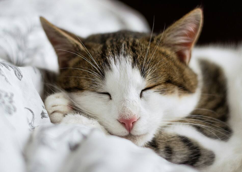 Gato; felino; mascota. Foto: Unsplash.