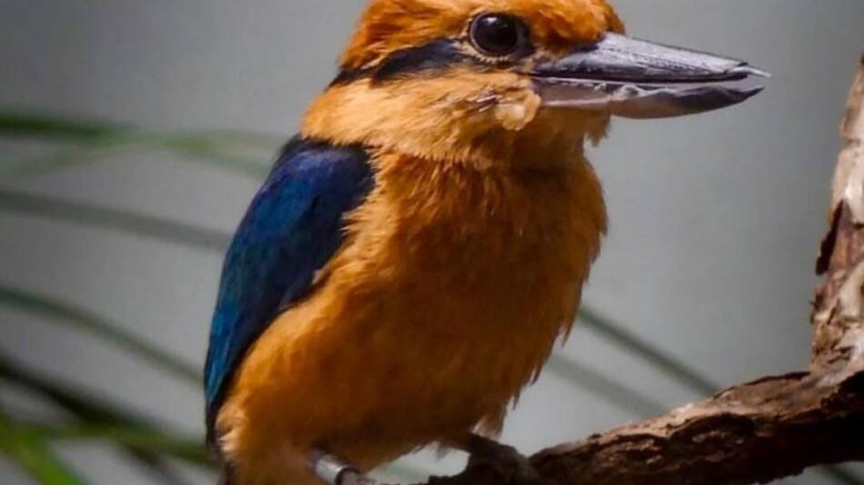 Ave "Martín pescador de Guam". Foto: Instagram / huellitasporunsueno.