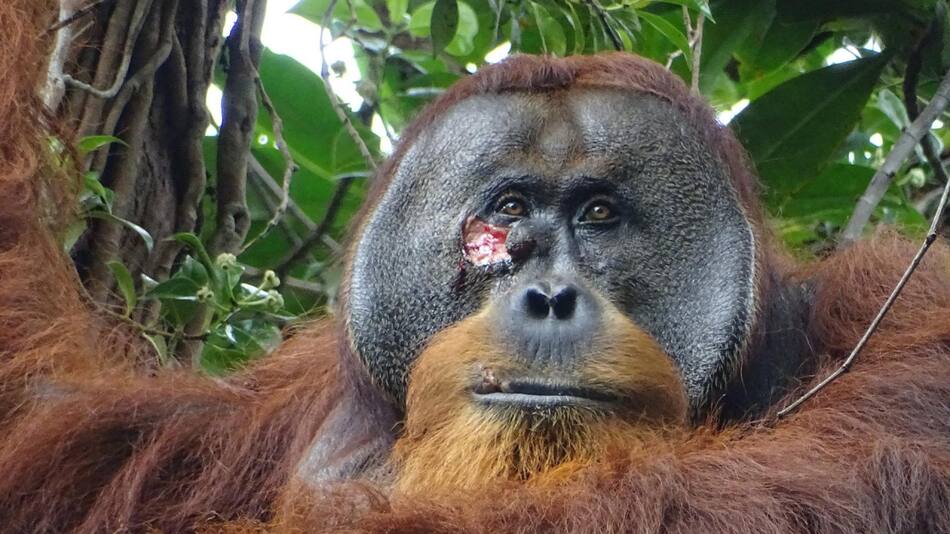 Un orangután salvaje usó una planta medicinal para curarse una herida. EFE