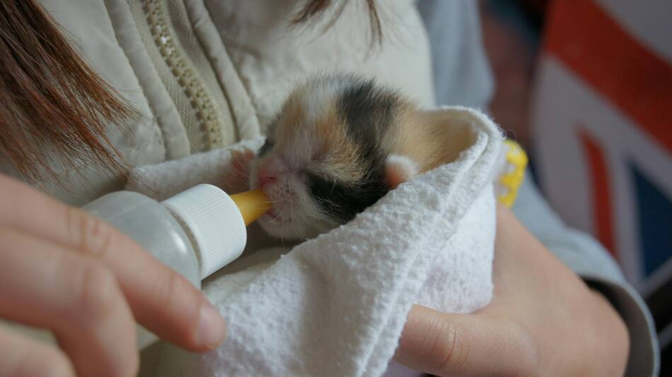 Cómo alimentar a un gatito bebé.