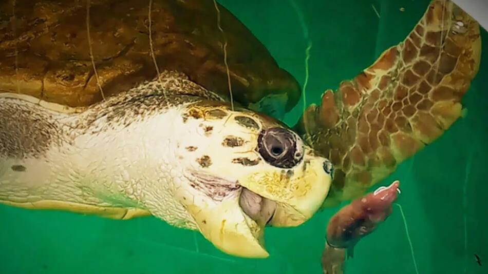 Liberaron al tortugo Jorge. Foto: Noticias Ambientales.