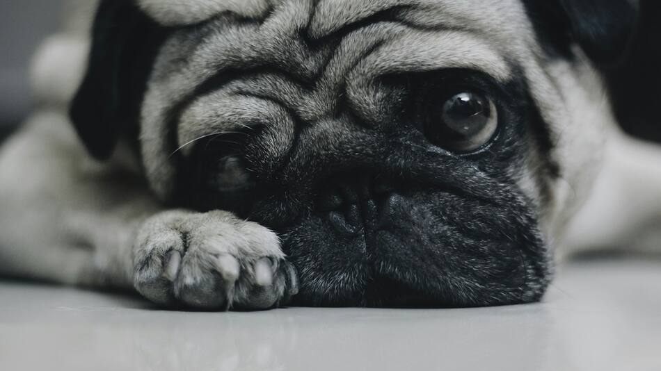 Perros; mascotas; animales.