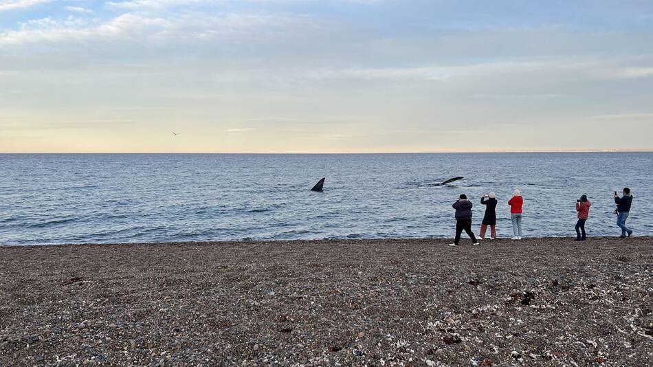 Avistaje de ballenas. Foto: Pato Daniele.