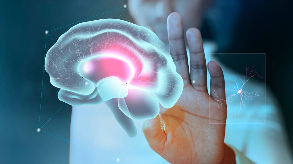 Cerebro; estudio científico.