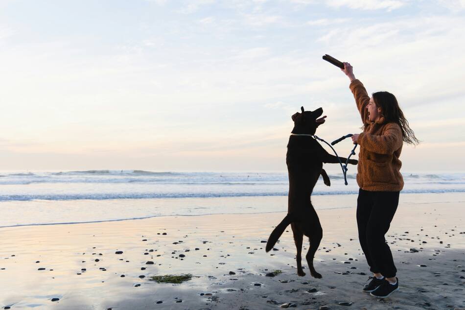Jugar con perros, una actividad muy recomendada. Foto: Unsplash.
