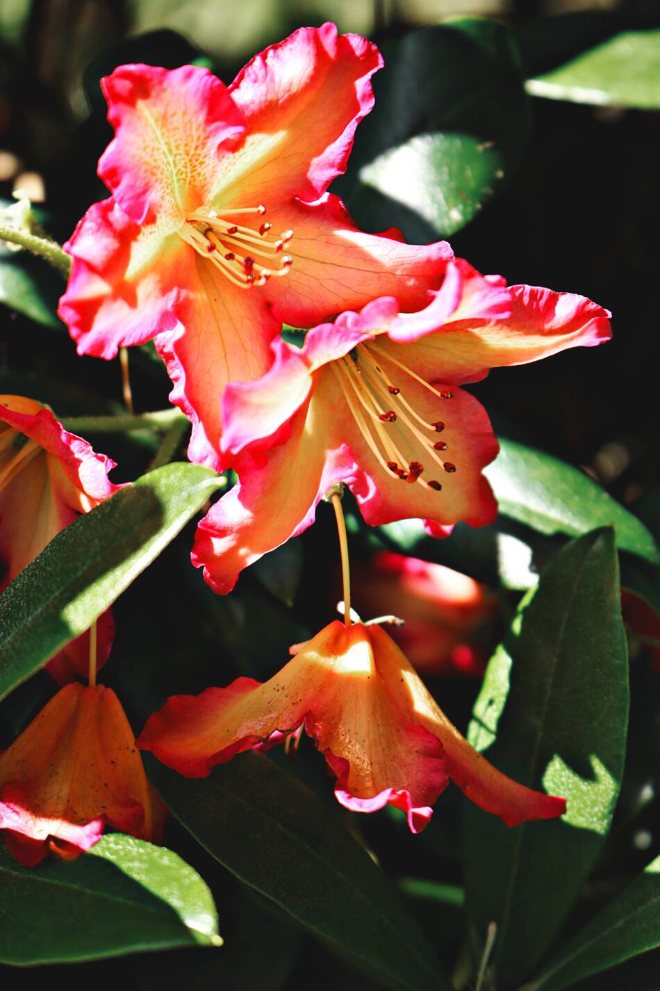 Bignonia, flor. Foto: Freepik.