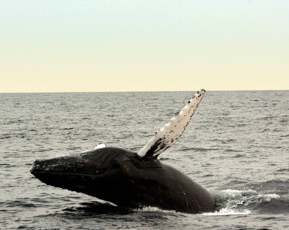 Ballena franca austral. Foto: Unsplash.