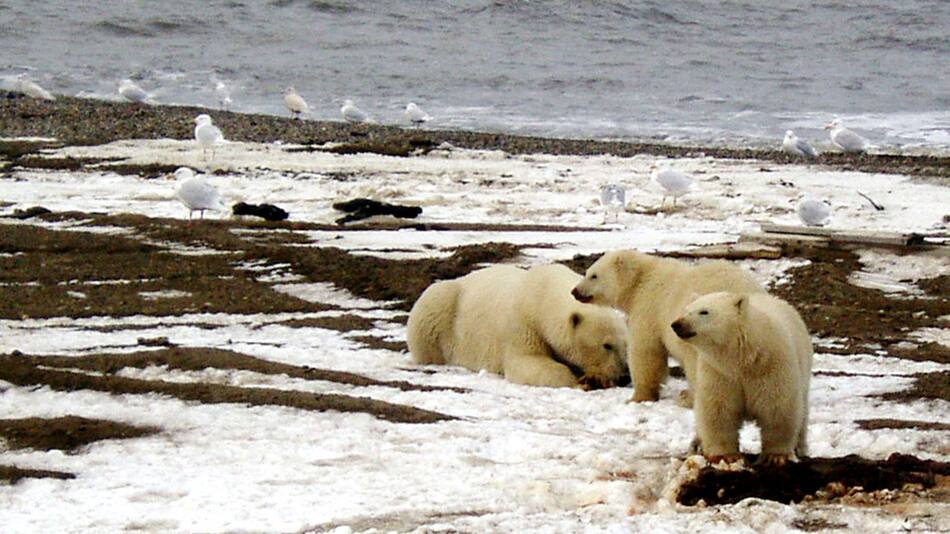 Alaska. Foto: Reuters