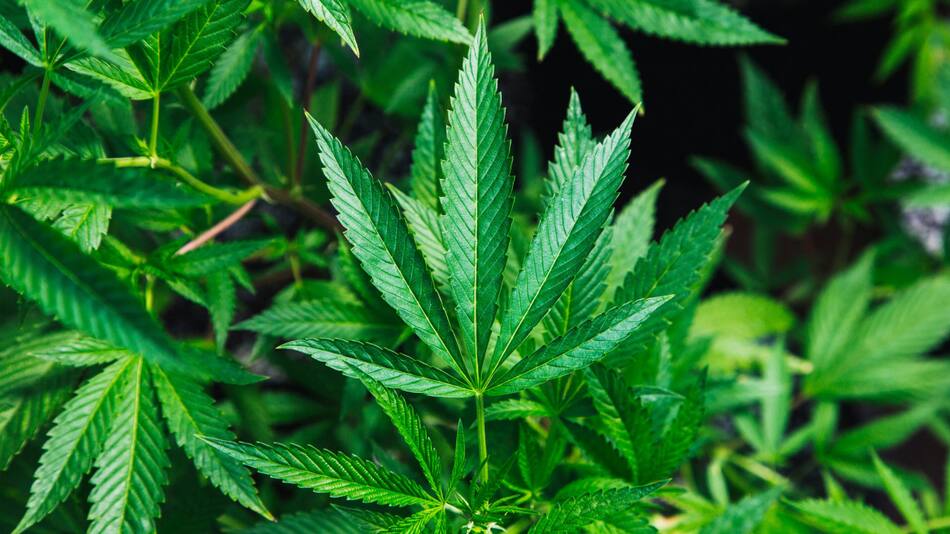 El consumo de marihuana y sus consecuencias. Foto: Unsplash.