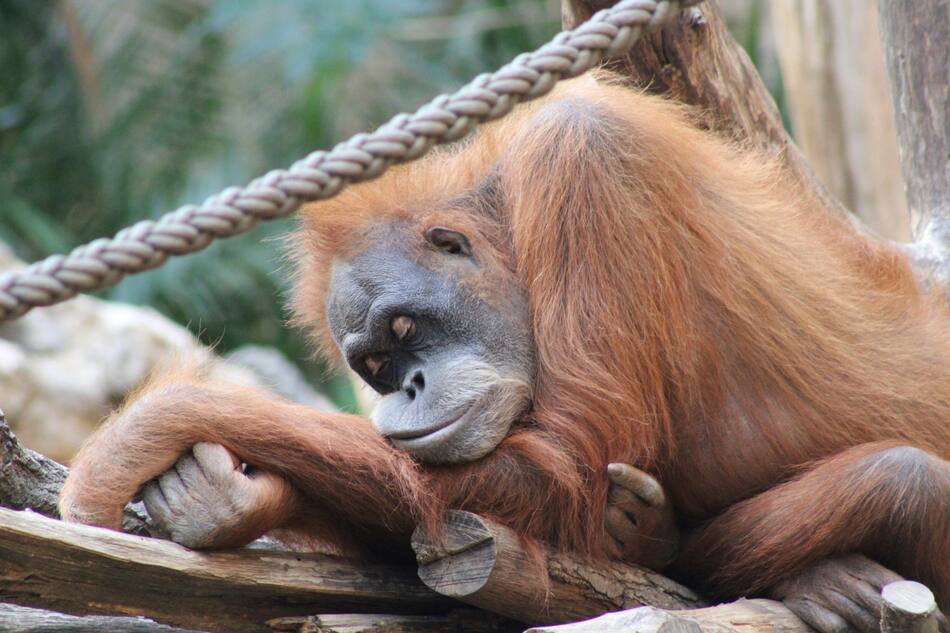 Orangután. Foto: Unsplash