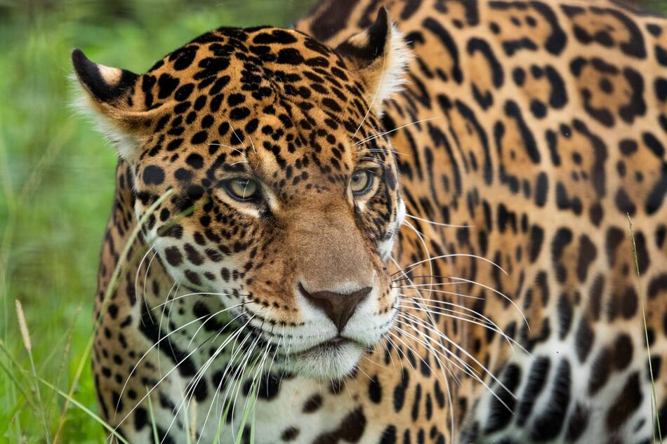 Yaguareté. Foto: X/@RewildingArg