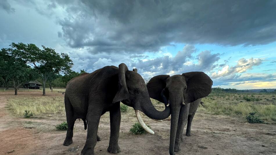 Elefantes. Foto: Reuters