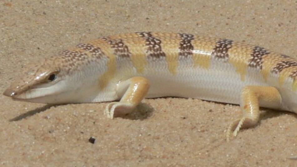 Scincus scincus, conocido como el "pez de arena".