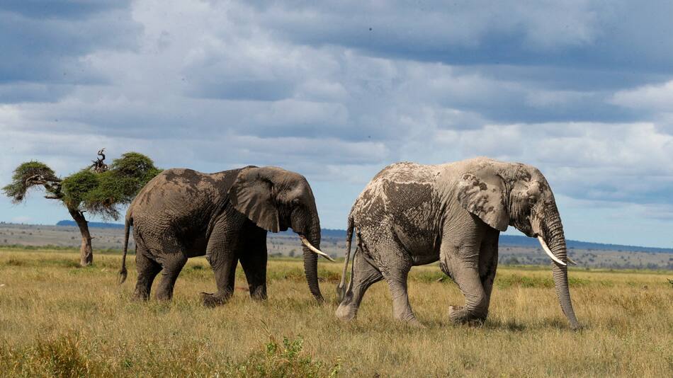 Elefantes africanos. Foto: Reuters.