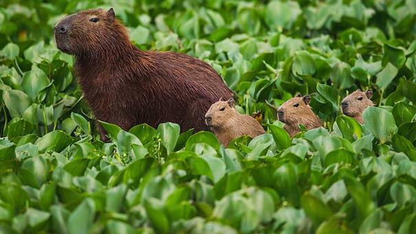 Capibaras adorables y compañeros: por qué el carpincho es considerado el animal más amistoso del mundo