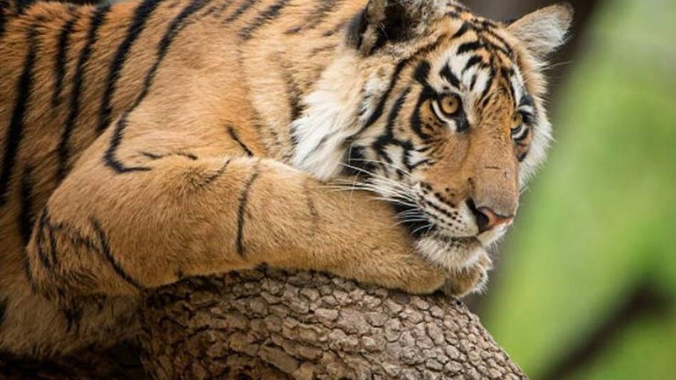 Tigre