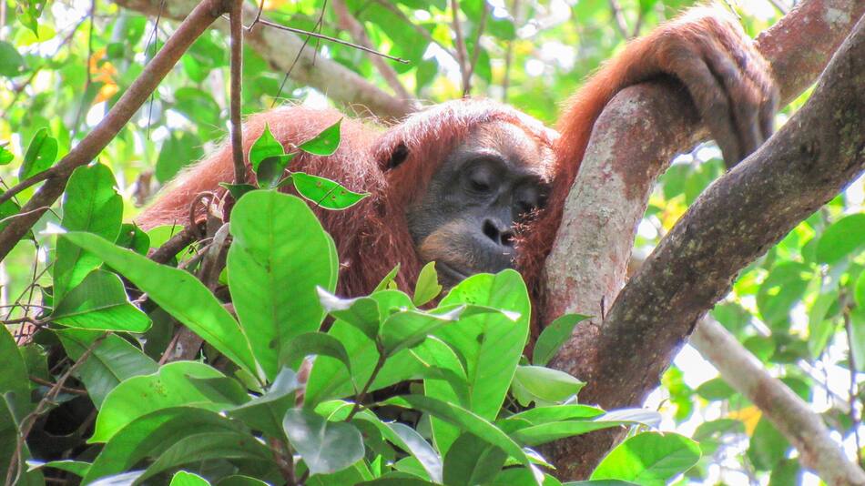Los orangutanes compensan la falta de sueño nocturno con siestas de día.