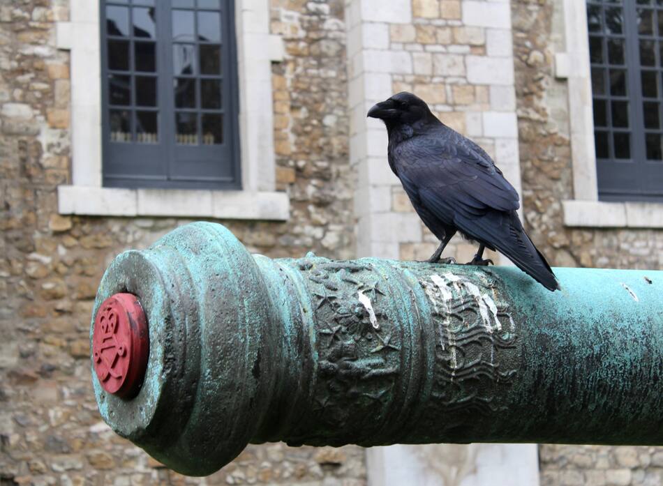 Un cuervo en la Torre de Londres. Foto: Wikipedia.