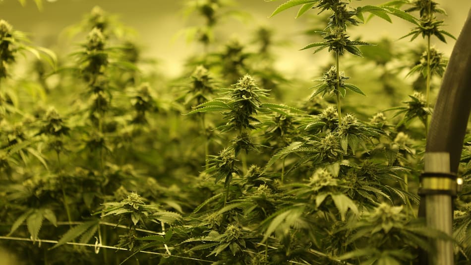 Plantación de marihuana. Foto: Unsplash