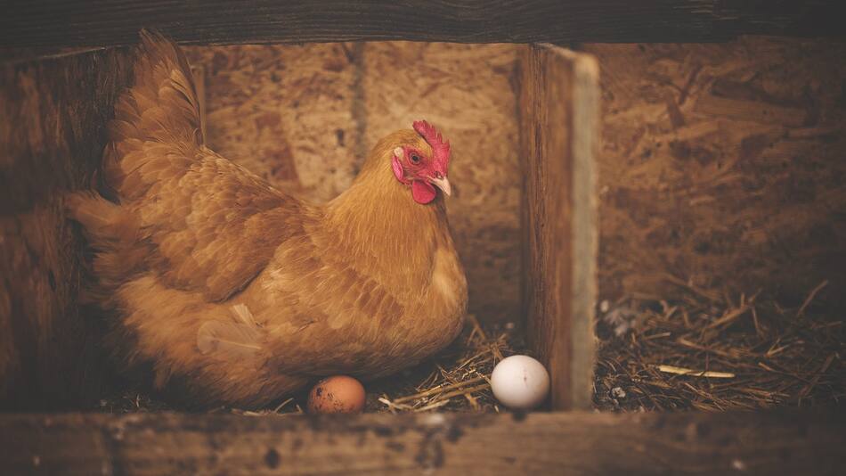 Qué fue primero, el huevo o la gallina. Foto Pixabay