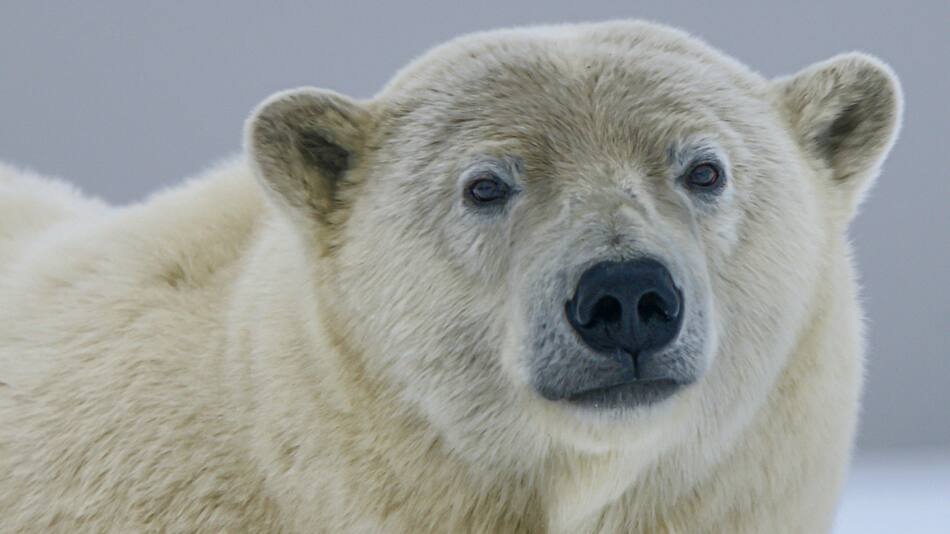 Oso polar. Foto: Unsplash.