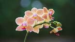 Paso a paso: cómo revivir la planta de orquídeas y lograr que vuelva a florecer