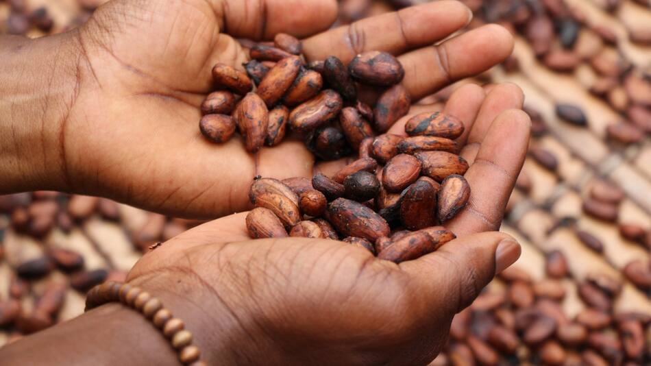 Un nuevo impulso en Madagascar, donde se produce el mejor cacao, pretende hacer más sostenible la producción de chocolate. Foto: Unsplash.