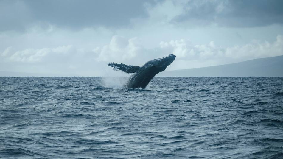 Ballena. Foto: Unsplash.