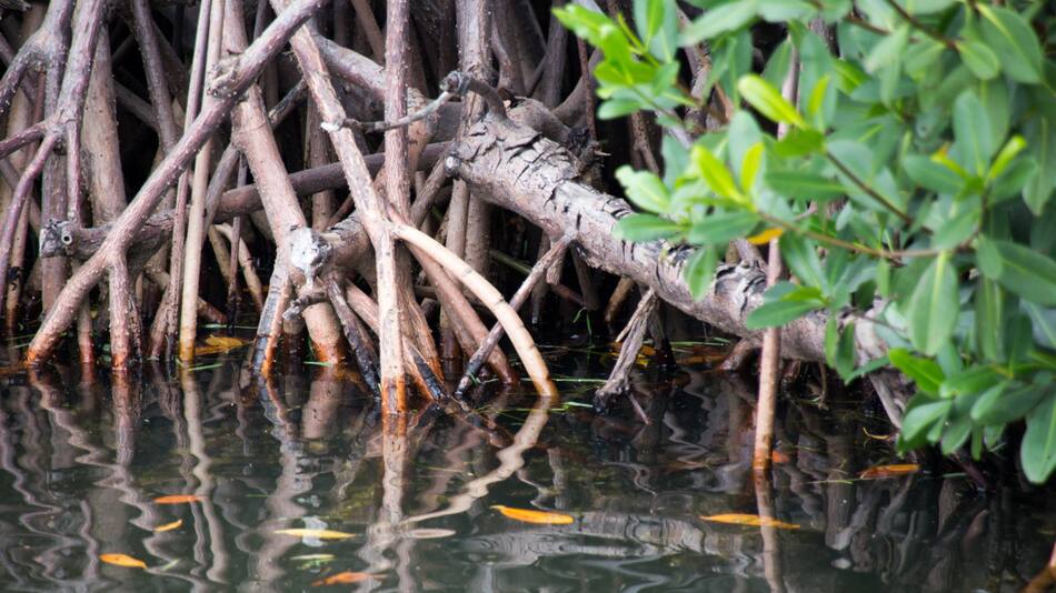 Manglar. Foto: Unsplash