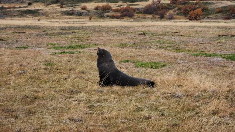 El lobo marino en una estepa. Foto: CONAF