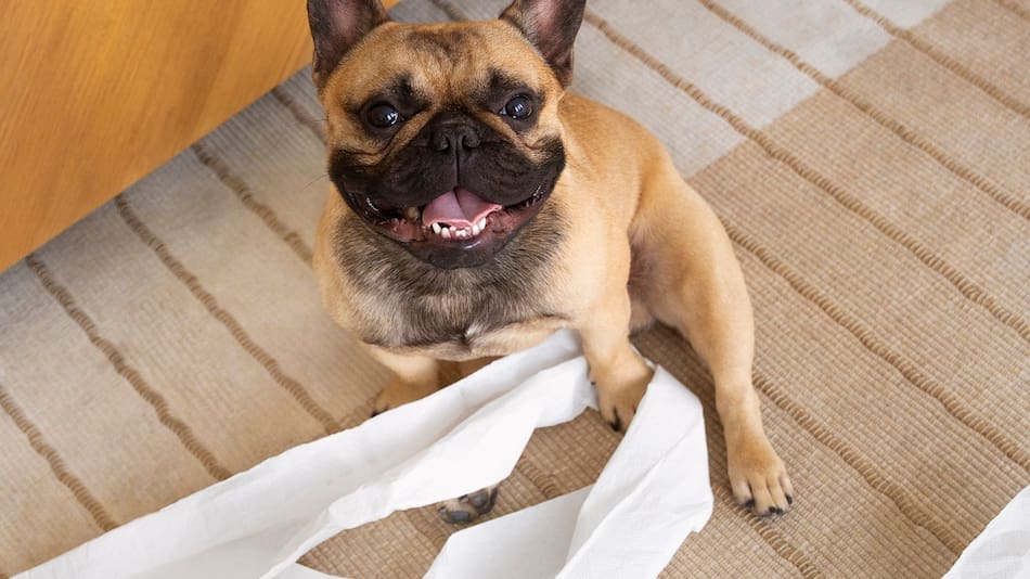 Comportamiento canino.