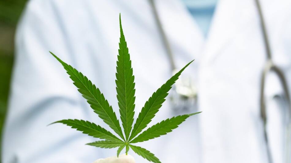 Cannabis