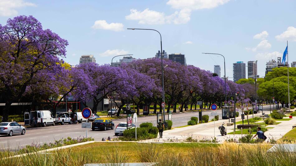 La llegada del jacarandá a Buenos Aires