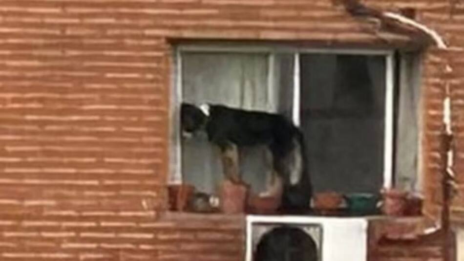 El perro pasó horas al borde de una ventana. Foto: X.